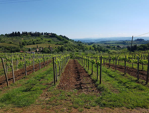 Degustazione di vini in alcune delle prestigiose cantine toscane